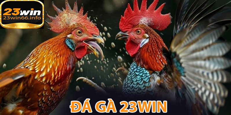 Cùng tham gia cược với đá gà 23WIN